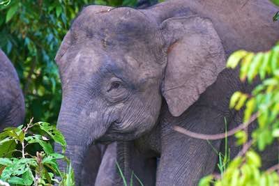 Borneo pygmy elephants